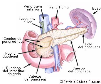 Anatomía del páncreas 