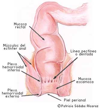 Ano dibujo descriptivo de la anatomía anal