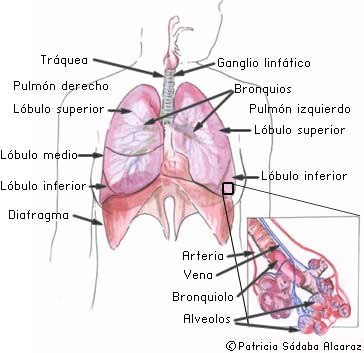 anatomía del pulmón - imagen mostrando todas las partes de los pulmones