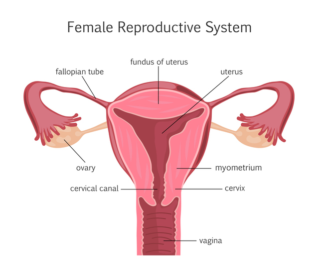 Anatomía del útero