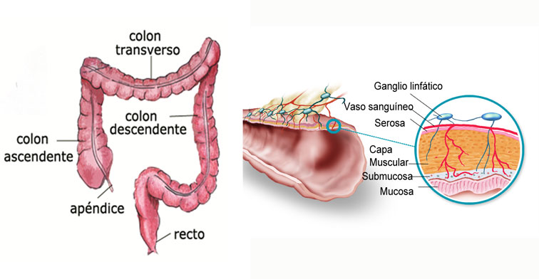 Anatomía del colon