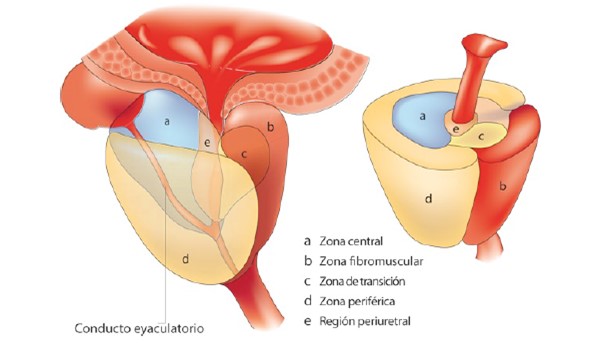Anatomía de la próstata
