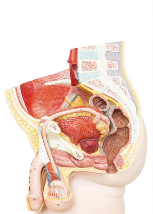 Anatomía de los testículos