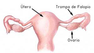 anatomía del útero
