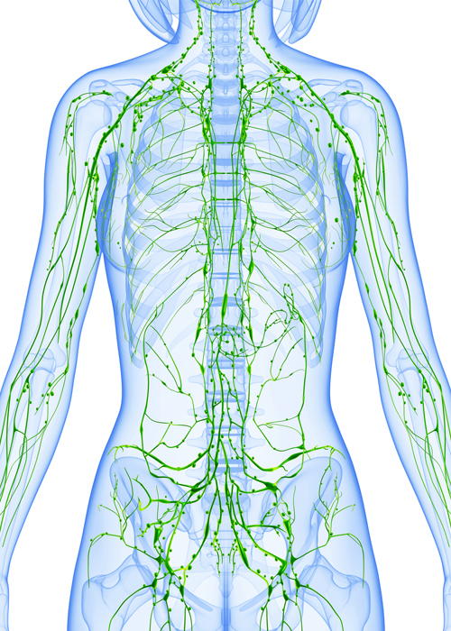 anatomía del sistema linfático 