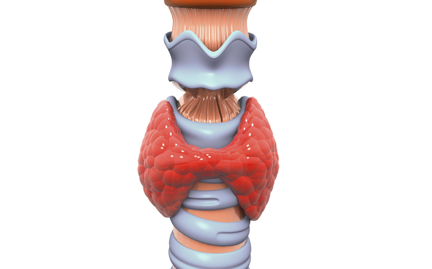 Anatomía del tiroides