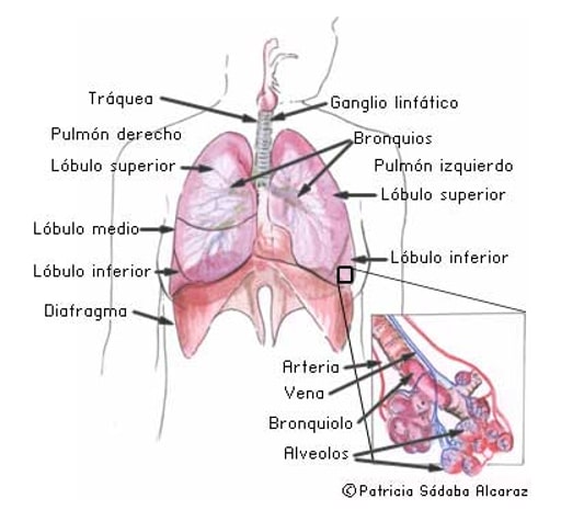 Anatomía del pulmón