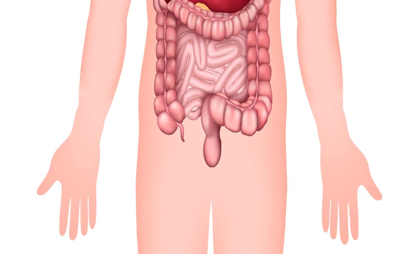 Cáncer de ano y dibujo del cuerpo humano por dentro