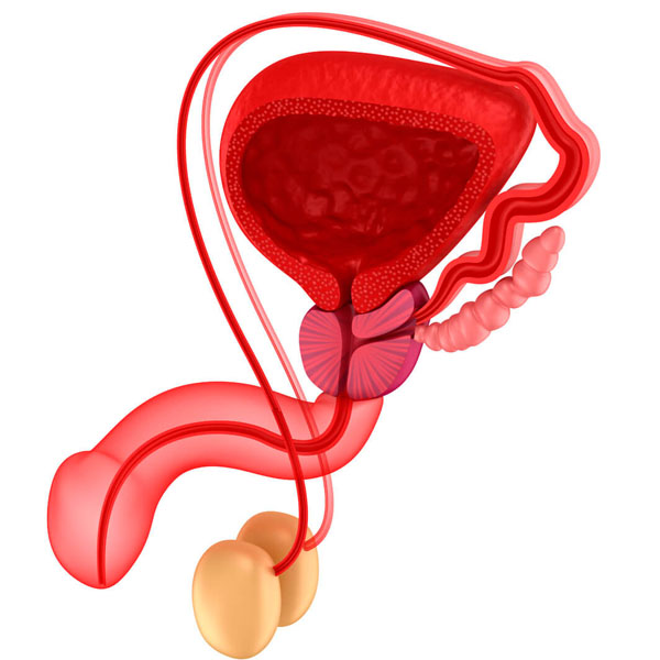 relaciones de la próstata anatomía antinfiammatori prostatite