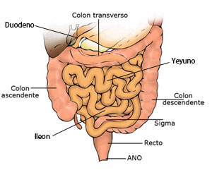 Intestino delgado