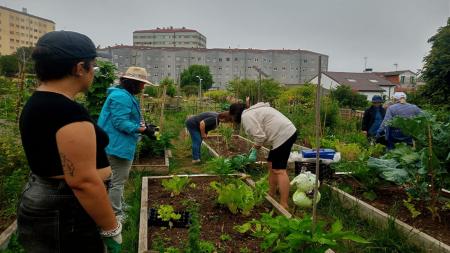 Huerto urbano en Ferrol